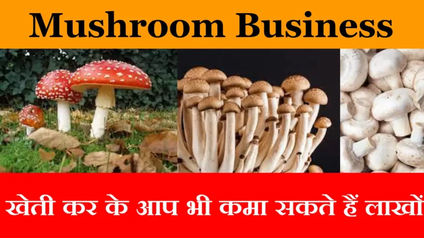 Mushroom Business