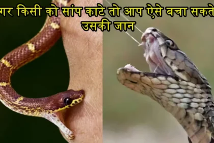 Snake Bite Tips